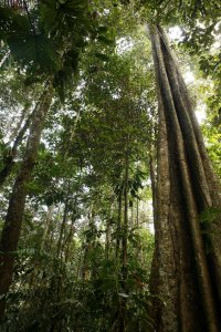 rainforest