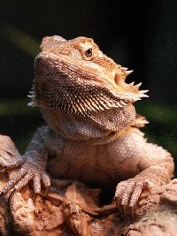 Bearded dragon